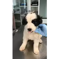 Foto dell\'animale cane - Matr. 2017/0396 - Microchip 380260043148016