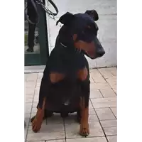 Foto dell\'animale cane - Matr. 2020/0422 - Microchip 380260080364649