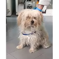 Foto dell\'animale cane - Matr. 2020/0423 - Microchip 380260043769852