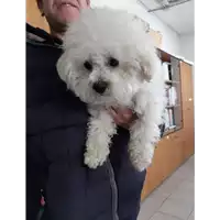 Foto dell\'animale cane - Matr. 2020/0424 - Microchip 380260043707587