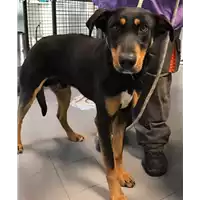 Foto dell\'animale cane - Matr. 2017/0402 - Microchip 380260043148425