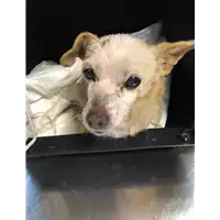 Foto dell\'animale cane - Matr. 2020/0428 - Microchip 380260043770396