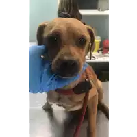 Foto dell\'animale cane - Matr. 2020/0346 - Microchip 380260043846579
