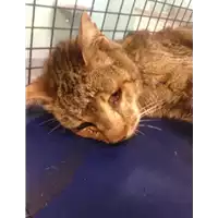 Foto dell\'animale gatto - Matr. 2020/0432 - Microchip 380260043706690