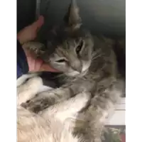 Foto dell\'animale gatto - Matr. 2020/0435 - Microchip 380260043709892