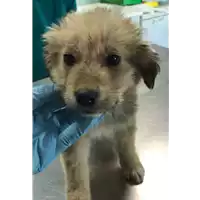 Foto dell\'animale cane - Matr. 2017/0397 - Microchip 380260043148207