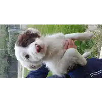 Foto dell\'animale cane - Matr. 2020/0441 - Microchip 380260043709883