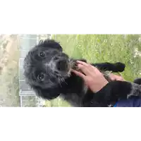 Foto dell\'animale cane - Matr. 2020/0442 - Microchip 380260043710249