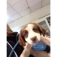 Foto dell\'animale cane - Matr. 2020/0443 - Microchip 380260043709969