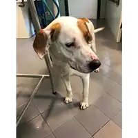 cane - Matr. 2020/0445 - Microchip 380260160029178