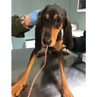 Foto dell\'animale cane - Matr. 2019/0017 - Microchip 380260043844529