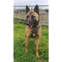 Foto dell\'animale cane - Matr. 2020/0452 - Microchip 380260043709995