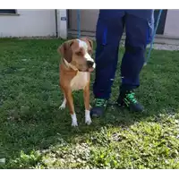 Foto dell\'animale cane - Matr. 2020/0454 - Microchip 380260043707828