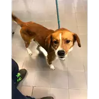 Foto dell\'animale cane - Matr. 2020/0453 - Microchip 380260043638017