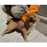 Foto dell\'animale cane - Matr. 2020/0451 - Microchip 380260043707862