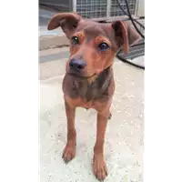Foto dell\'animale cane - Matr. 2020/0450 - Microchip 380260043708024