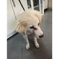 Foto dell\'animale cane - Matr. 2020/0449 - Microchip 380260043707461