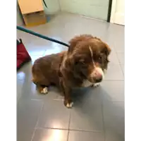 Foto dell\'animale cane - Matr. 2020/0447 - Microchip 380260043707532