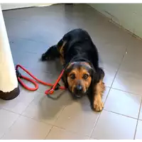 Foto dell\'animale cane - Matr. 2020/0448 - Microchip 380260043708047