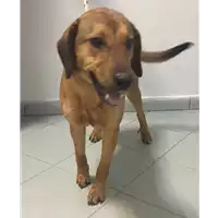 Foto dell\'animale cane - Matr. 2017/0400 - Microchip 380260043147329