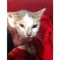 Foto dell\'animale gatto - Matr. 2020/0457 - Microchip 380260043708060