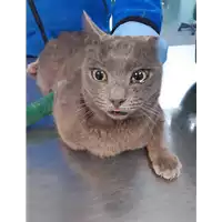 Foto dell\'animale gatto - Matr. 2020/0458 - Microchip 380260043708048