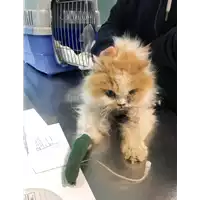 Foto dell\'animale gatto - Matr. 2020/0460 - Microchip 380260043710385