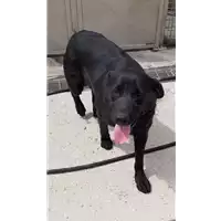 Foto dell\'animale cane - Matr. 2020/0463 - Microchip 380260043708158