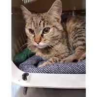 Foto dell\'animale gatto - Matr. 2020/0466 - Microchip 380260043707571