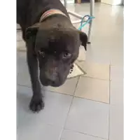 Foto dell\'animale cane - Matr. 2020/0468 - Microchip 380260004240247