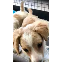 Foto dell\'animale cane - Matr. 2020/0470 - Microchip 380260043707734