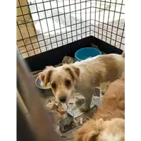 Foto dell\'animale cane - Matr. 2020/0469 - Microchip 380260043708198