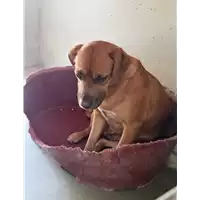 Foto dell\'animale cane - Matr. 2020/0471 - Microchip 380260043707763