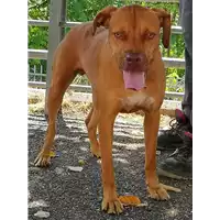 Foto dell\'animale cane - Matr. 2020/0472 - Microchip 380260043707542