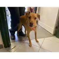 Foto dell\'animale cane - Matr. 2020/0473 - Microchip 380260043707536