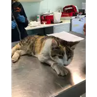 Foto dell\'animale gatto - Matr. 2020/0474 - Microchip 380260043707758