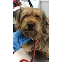 Foto dell\'animale cane - Matr. 2020/0475 - Microchip 380260002978567