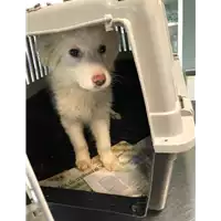 Foto dell\'animale cane - Matr. 2020/0251 - Microchip 380260043534576