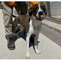 Foto dell\'animale cane - Matr. 2020/0479 - Microchip 380260043707943