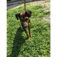 Foto dell\'animale cane - Matr. 2020/0481 - Microchip 380260043631769
