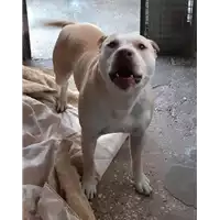 Foto dell\'animale cane - Matr. 2020/0483 - Microchip 380260101269570