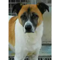 Foto dell\'animale cane - Matr. 2010/0609 - Microchip 380260000136965