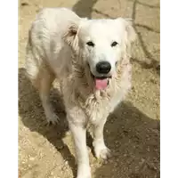 Foto dell\'animale cane - Matr. 2019/0045 - Microchip 380260040240154