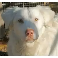 Foto dell\'animale cane - Matr. 2020/0020 - Microchip 380260043852962