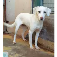 Foto dell\'animale cane - Matr. 2020/0021 - Microchip 380260043854200