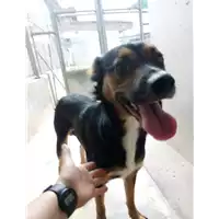 Foto dell\'animale cane - Matr. 2019/1966 - Microchip 380260043680503