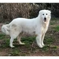 Foto dell\'animale cane - Matr. 2015/1733 - Microchip 380260042295437