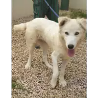 Foto dell\'animale cane - Matr. 2020/0485 - Microchip 380260043845982