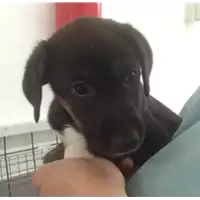 Foto dell\'animale cane - Matr. 2020/0486 - Microchip 380260043633268