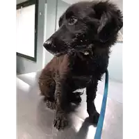 Foto dell\'animale cane - Matr. 2020/0487 - Microchip 380260043631581